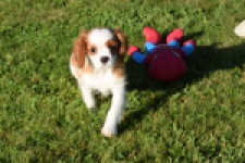 Cavalier King Charles Spaniel (teef) 49051