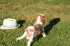 Cavalier King Charles Spaniel (teef) 49051