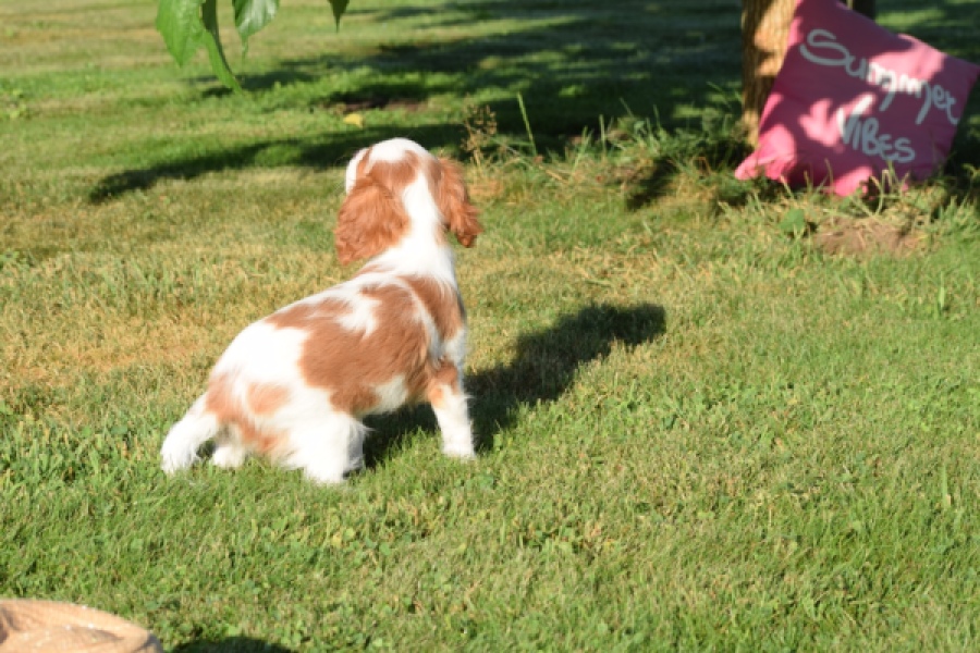 Cavalier King Charles Spaniel (teef) 49051