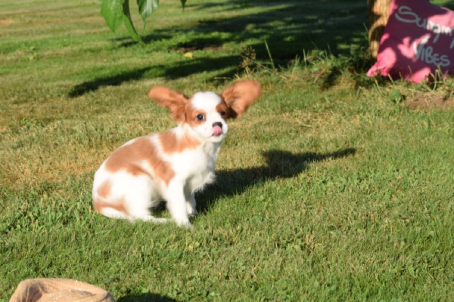 Cavalier King Charles Spaniel (teef) 49051