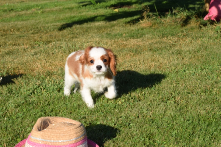 Cavalier King Charles Spaniel (teef) 49051