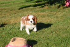 Cavalier King Charles Spaniel (teef) 49051