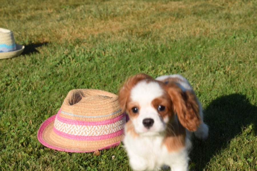 Cavalier King Charles Spaniel (teef) 49051