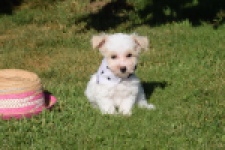 Maltipoo (reu) 33709