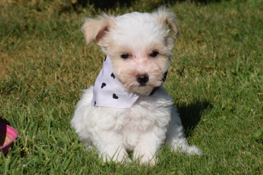 Maltipoo (reu) 33709