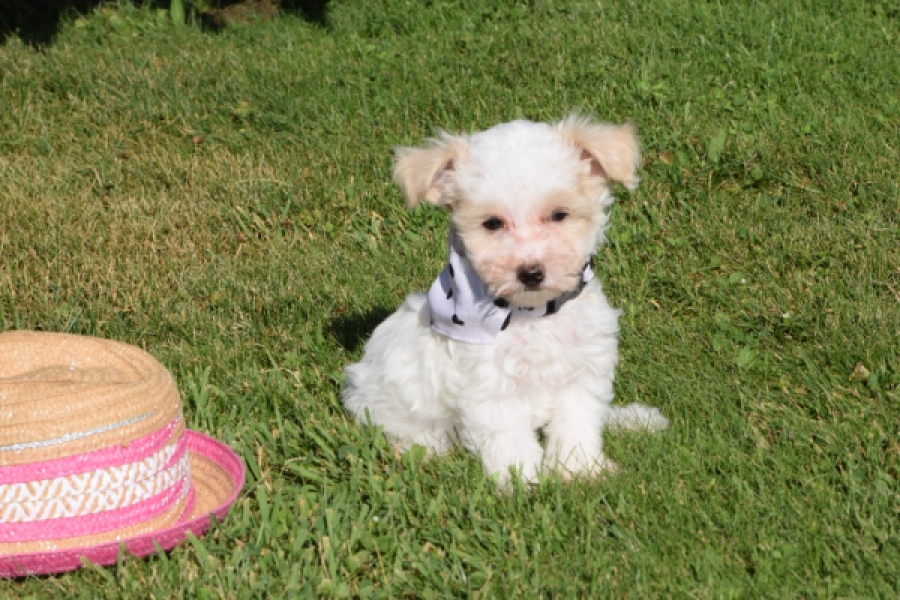 Maltipoo (reu) 33709