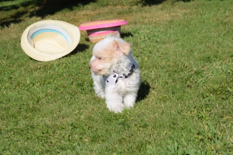 Maltipoo (reu) 33709