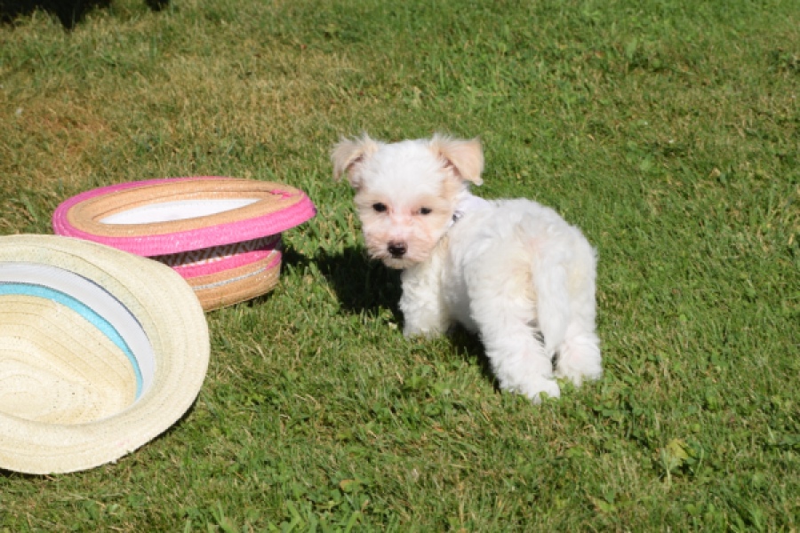 Maltipoo (reu) 33709