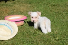 Maltipoo (reu) 33709