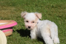 Maltipoo (reu) 33709