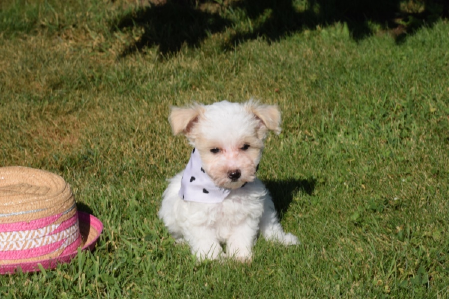 Maltipoo (reu) 33709