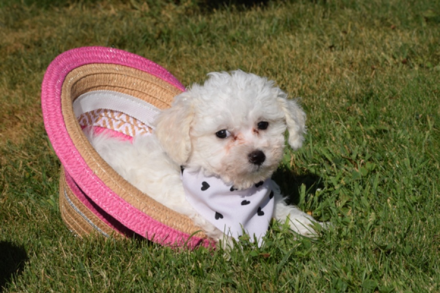Maltipoo (teef) 33708