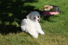 Maltipoo (teef) 33708