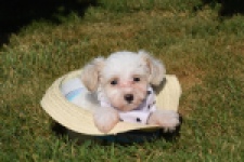 Maltipoo (reu) 33696