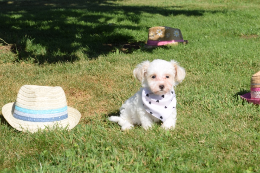 Maltipoo (reu) 33696