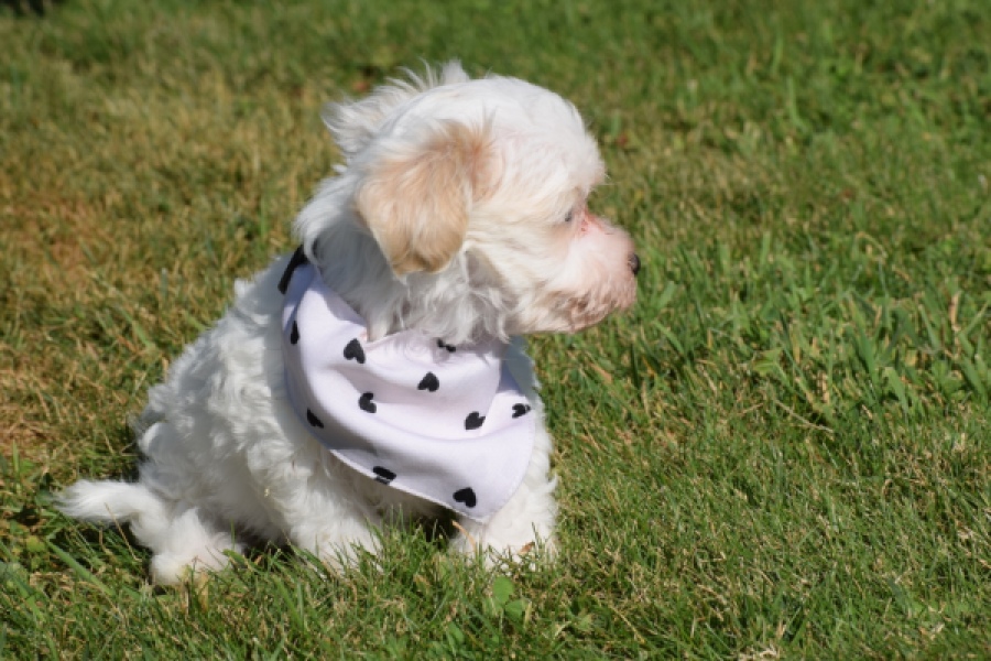 Maltipoo (reu) 33696