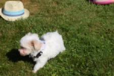 Maltipoo (reu) 33696
