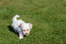 Maltipoo (reu) 33696