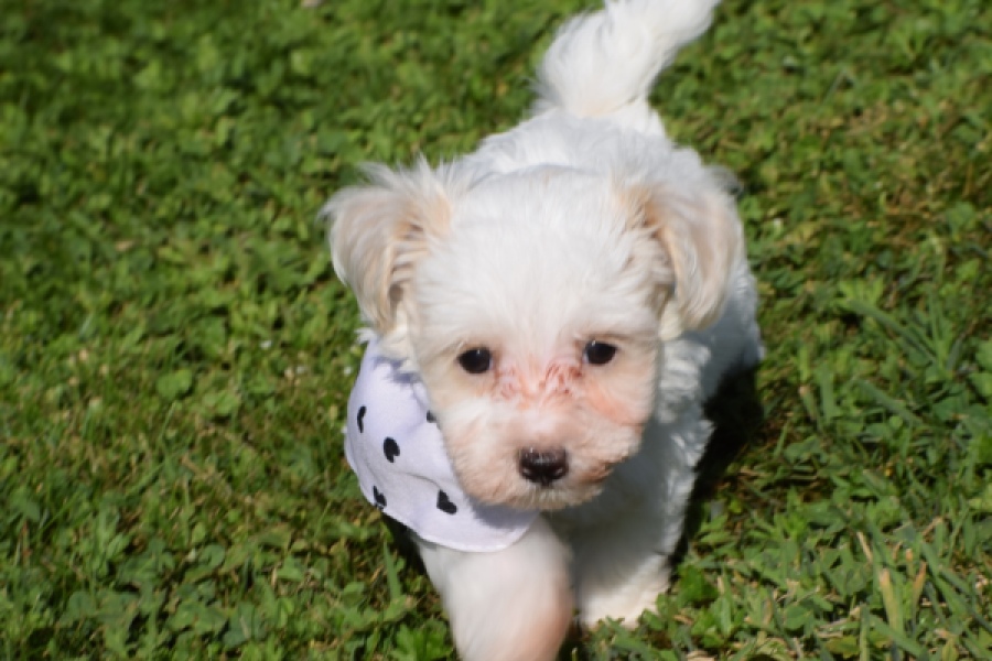 Maltipoo (reu) 33696