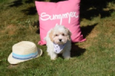 Maltipoo (reu) 53395