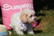 Maltipoo (reu) 53395