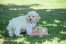 Maltipoo (reu) 53395