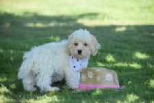 Maltipoo (reu) 53395