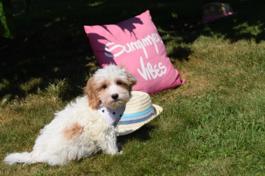 Maltipoo (reu) 53043
