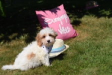 Maltipoo (reu) 53043
