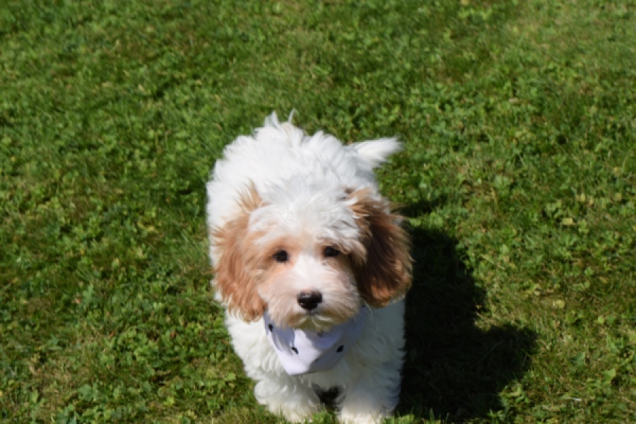 Maltipoo (reu) 53043