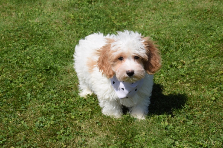 Maltipoo (reu) 53043