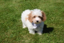 Maltipoo (reu) 53043