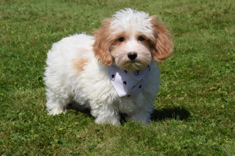 Maltipoo (reu) 53043