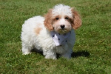 Maltipoo (reu) 53043