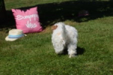 Maltipoo (reu) 53043