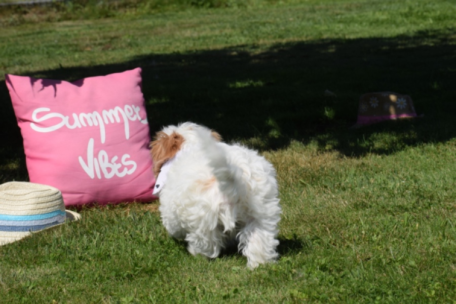 Maltipoo (reu) 53043