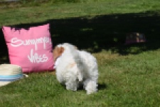 Maltipoo (reu) 53043