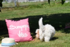 Maltipoo (reu) 53043