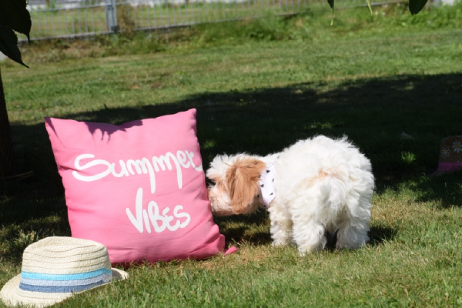 Maltipoo (reu) 53043
