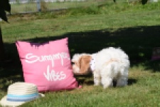 Maltipoo (reu) 53043