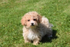 Maltipoo (teef) 50861