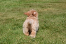 Maltipoo (teef) 50861