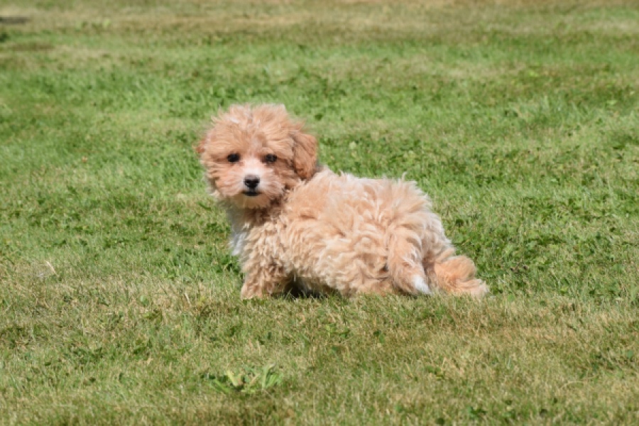 Maltipoo (teef) 50861