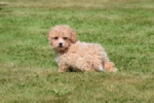 Maltipoo (teef) 50861