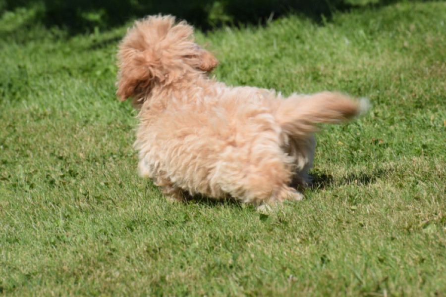 Maltipoo (teef) 50861