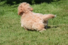 Maltipoo (teef) 50861