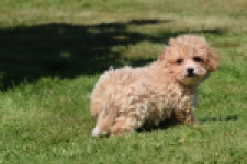 Maltipoo (teef) 50861