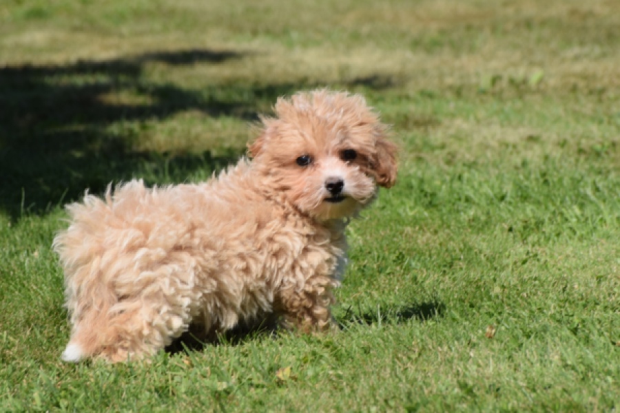 Maltipoo (teef) 50861