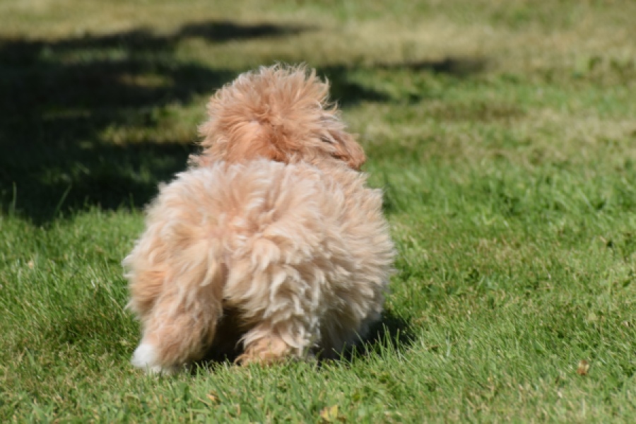 Maltipoo (teef) 50861