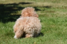 Maltipoo (teef) 50861